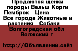 Продаются щенки породы Вельш Корги Пемброк › Цена ­ 40 000 - Все города Животные и растения » Собаки   . Волгоградская обл.,Волжский г.